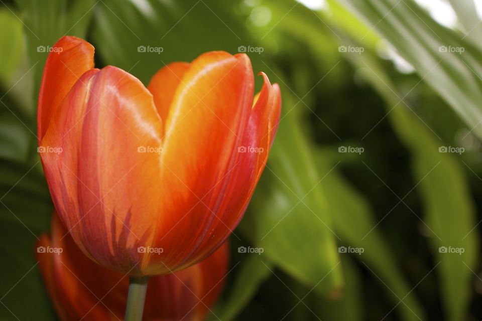 Close-up of a tulip flower