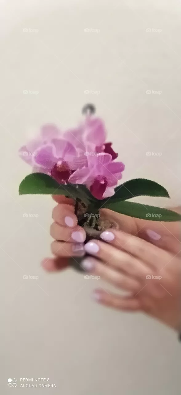 orchidea-mini