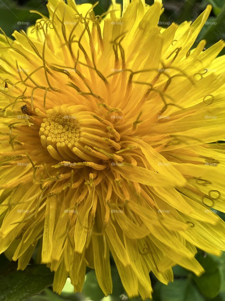 Żółty mlecz kwiatek chwast 