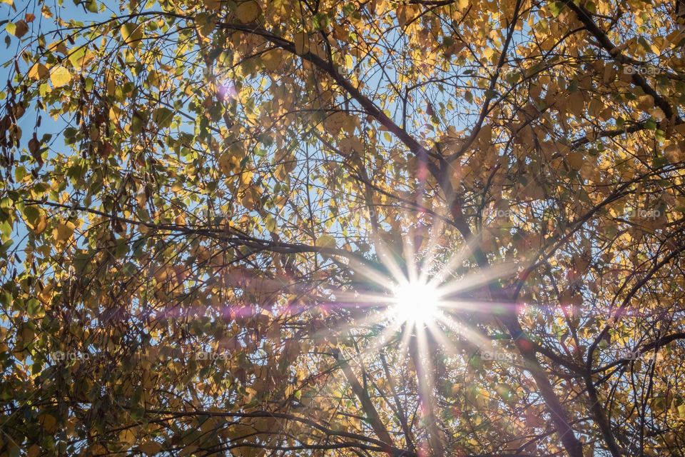 Beautiful scene of Sun light pass through yellow leaves in autumn season