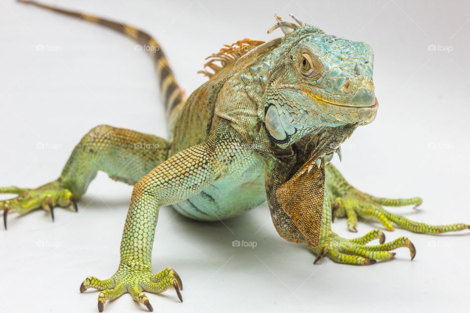 Green lizard
