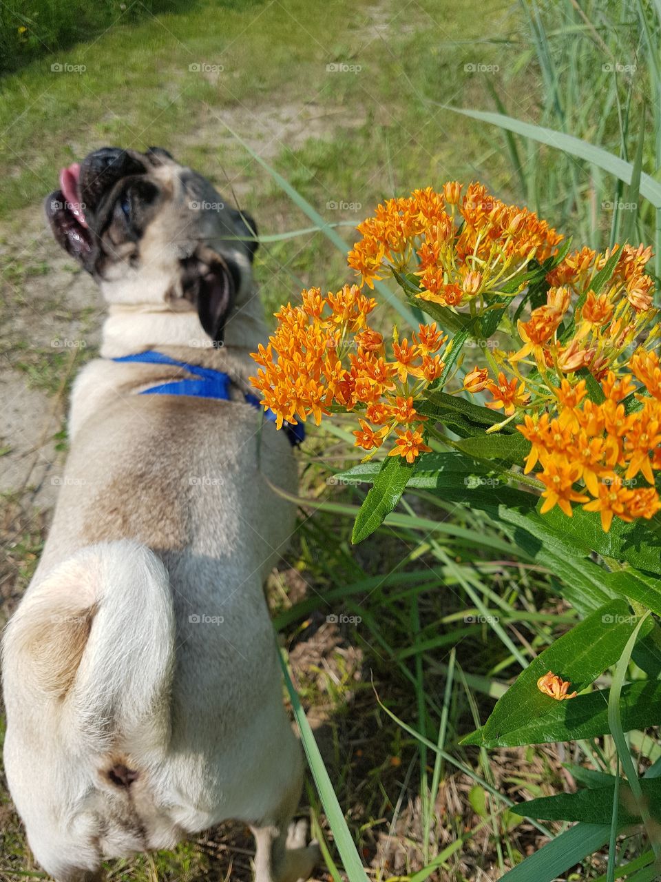 A pug pants in the morning sun. Posing next to wild orange flowers.