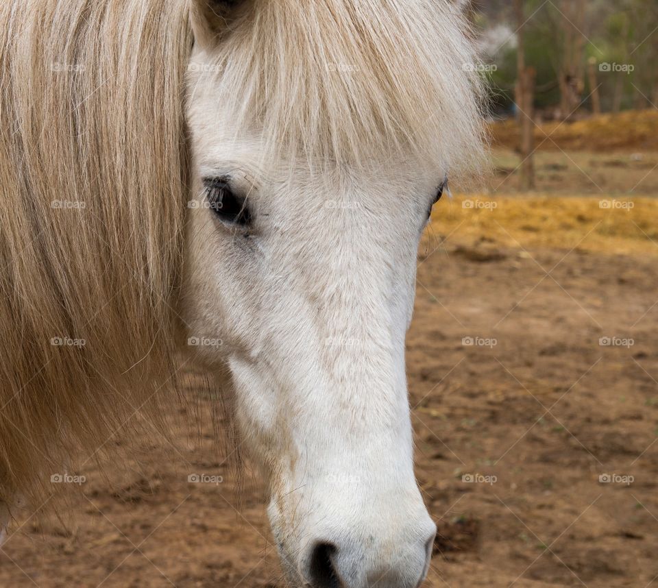 Majestic horses portrait 