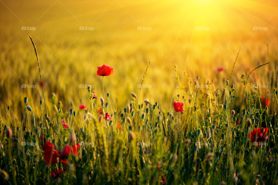 Poppy flowers in wheat field. Sunset time