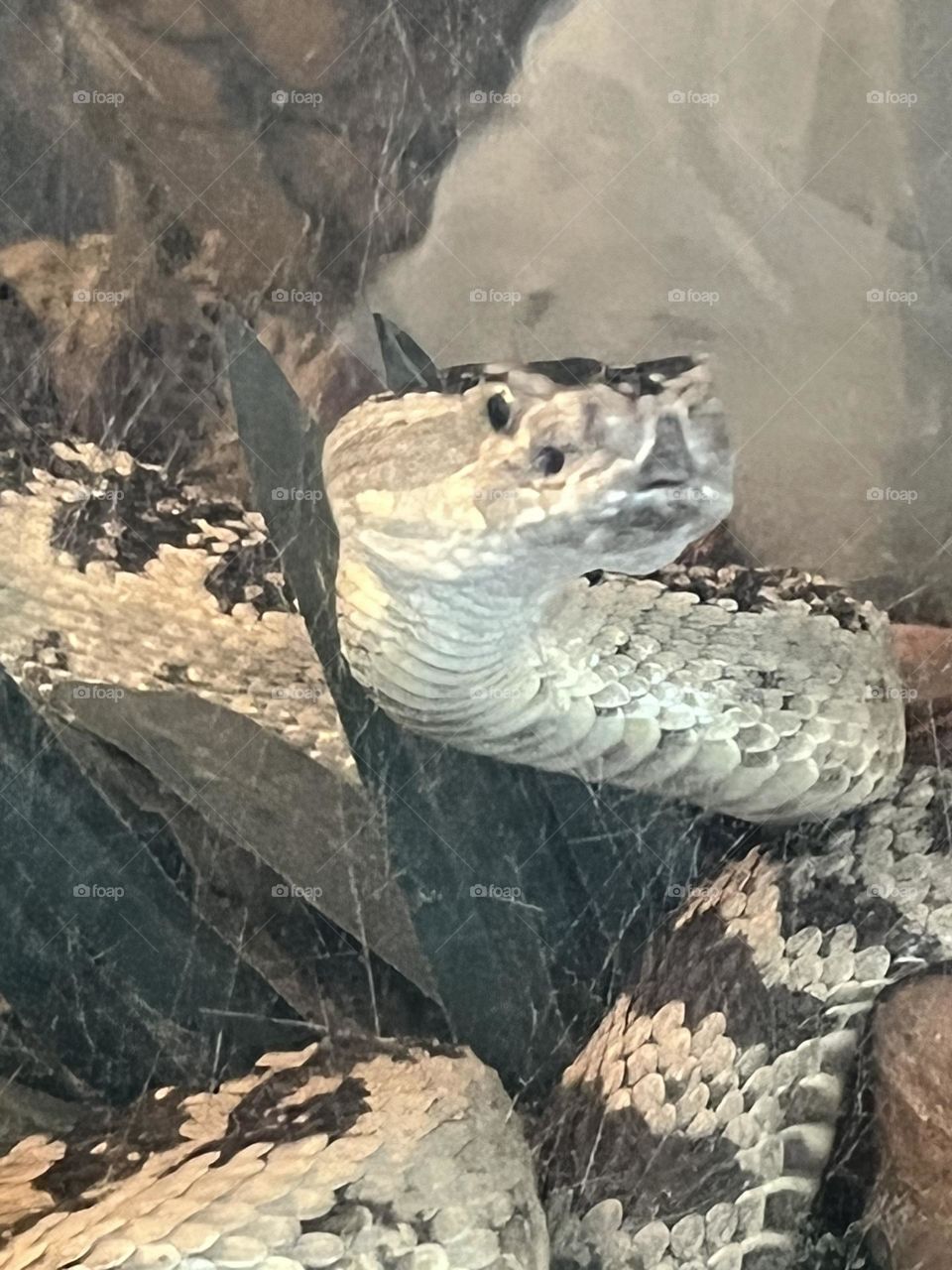 Rattlesnake in Utah mountains