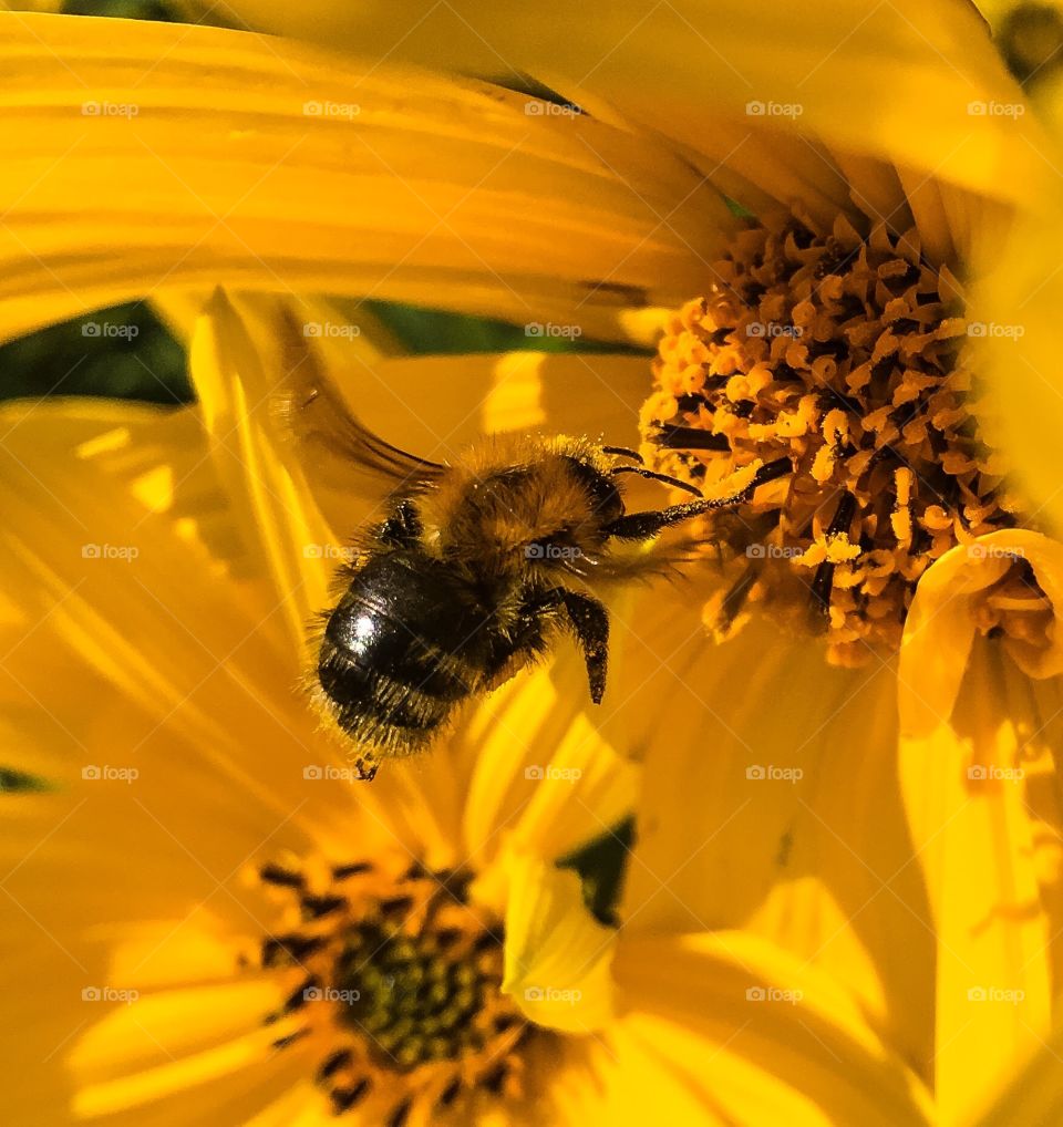 Bee