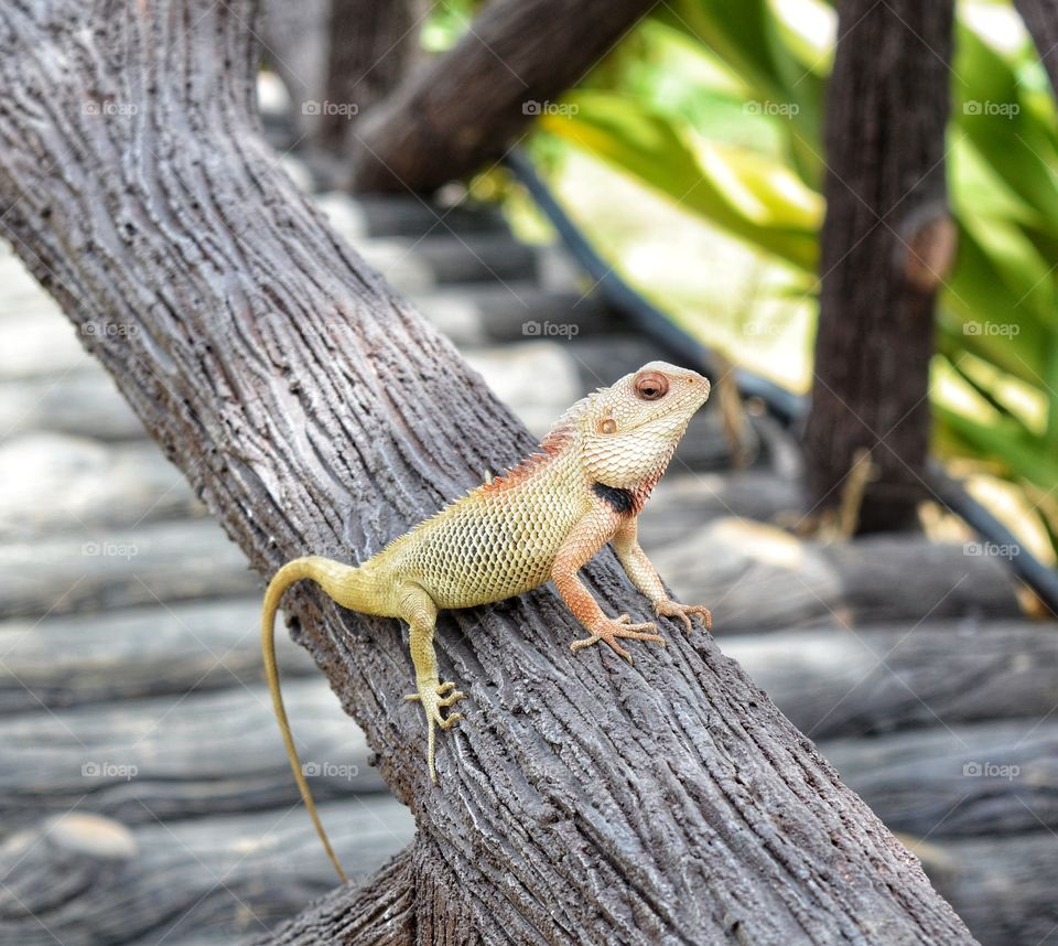 Old world Lizard
at the garden