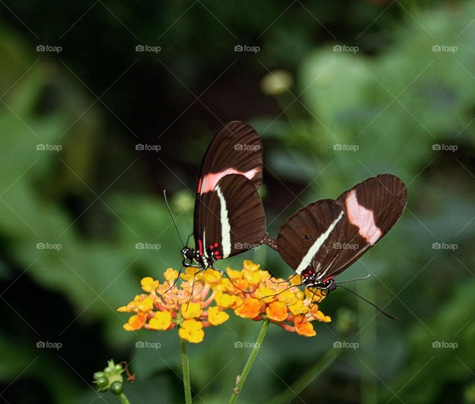 Two butterfly's making love