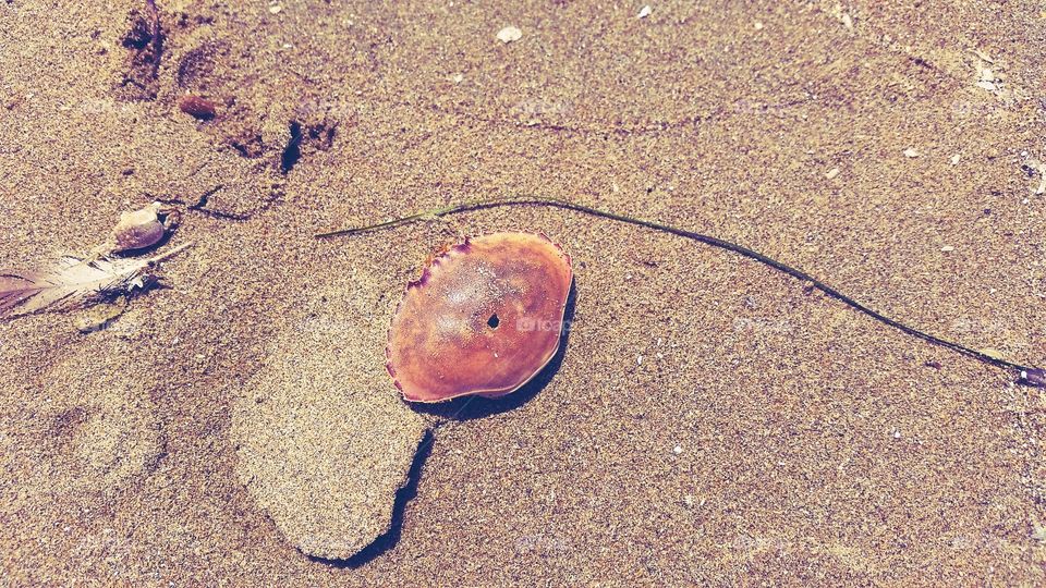 Empty crab shell beach sand. Eaten by sea bird