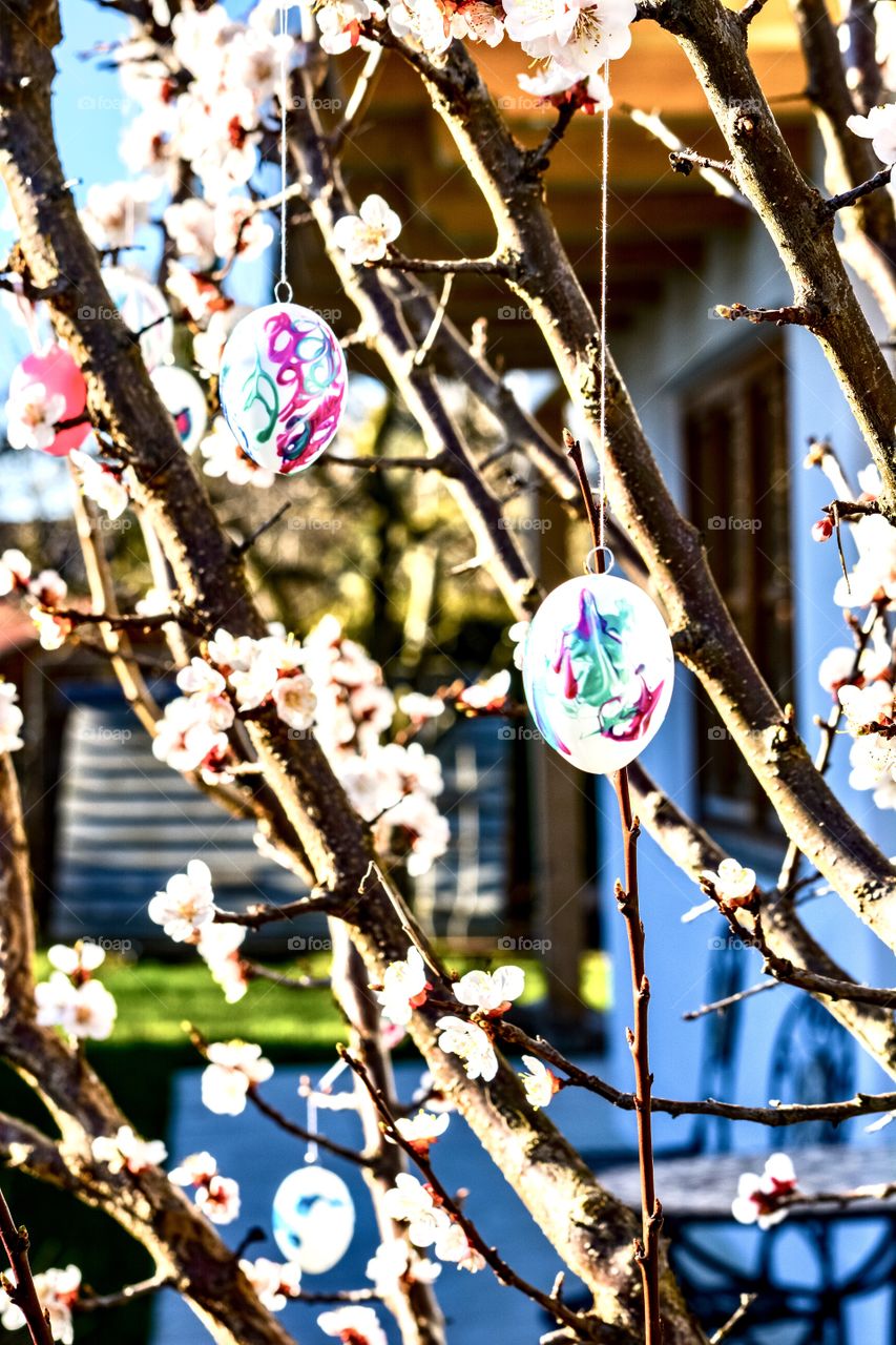 Easter - spring - Easter eggs - tree 