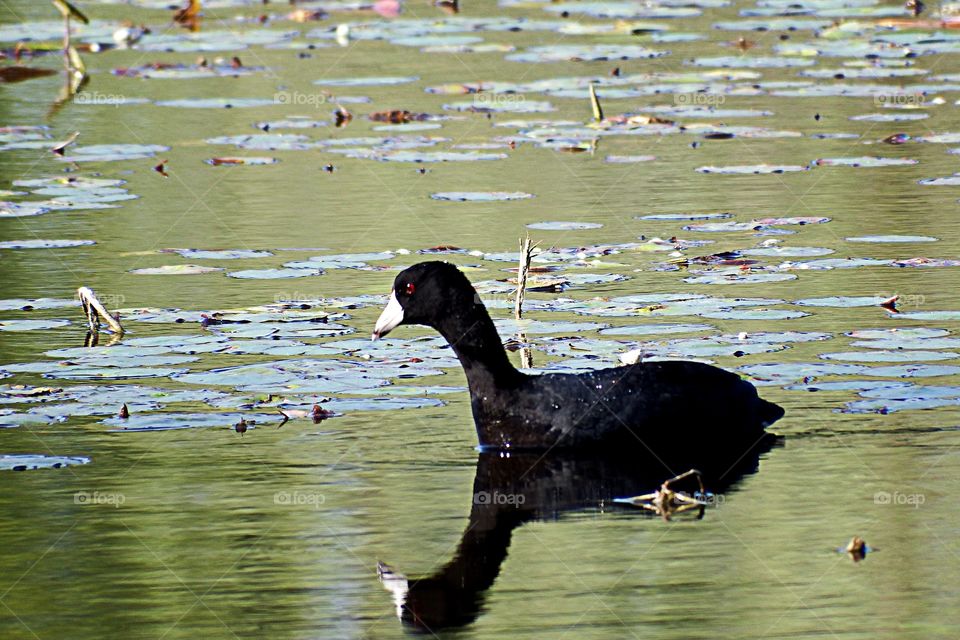 Coot
