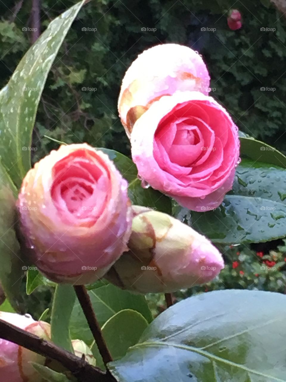 Pink camellia buds in the rain 