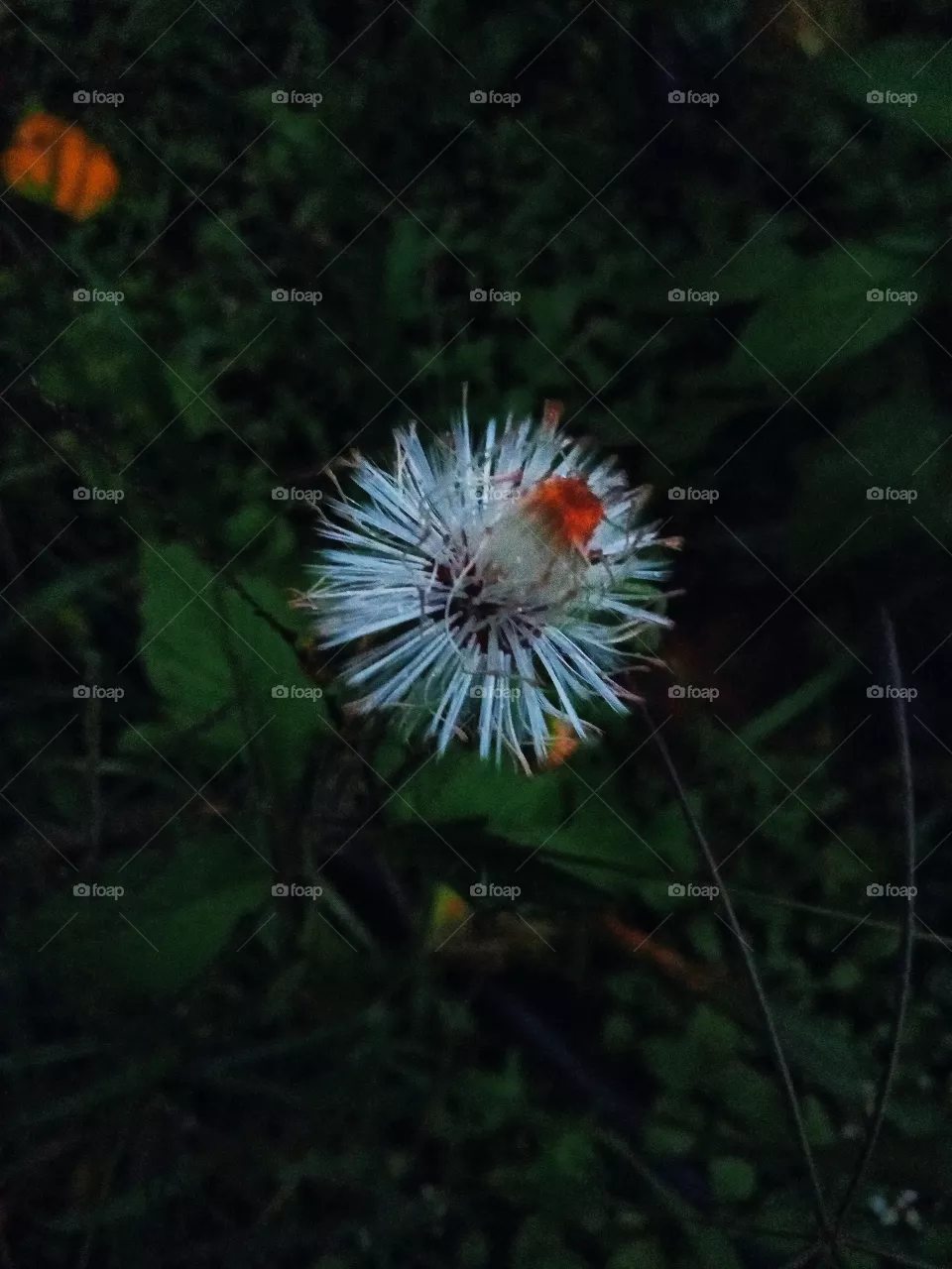 white flower