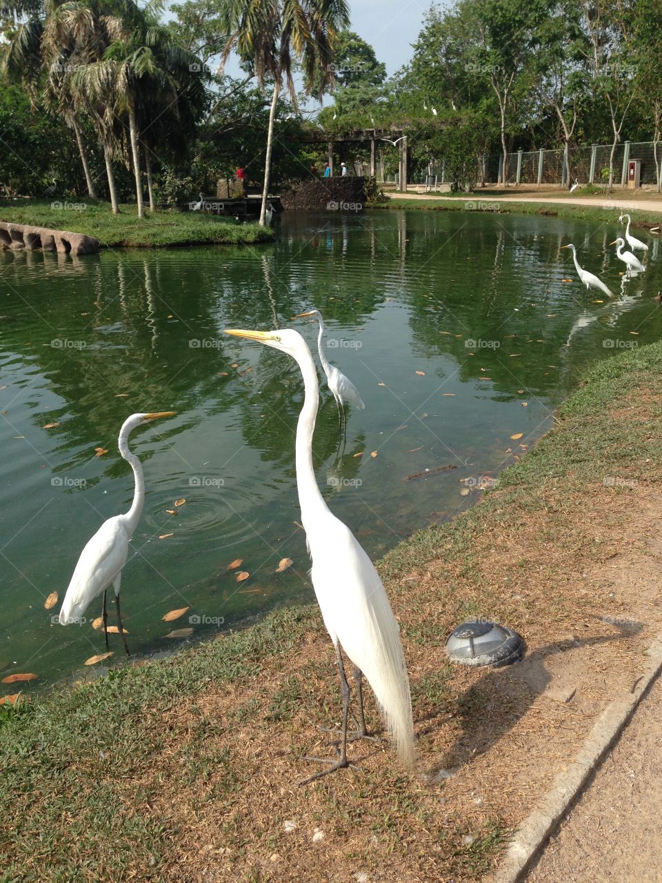 Cranes by lake