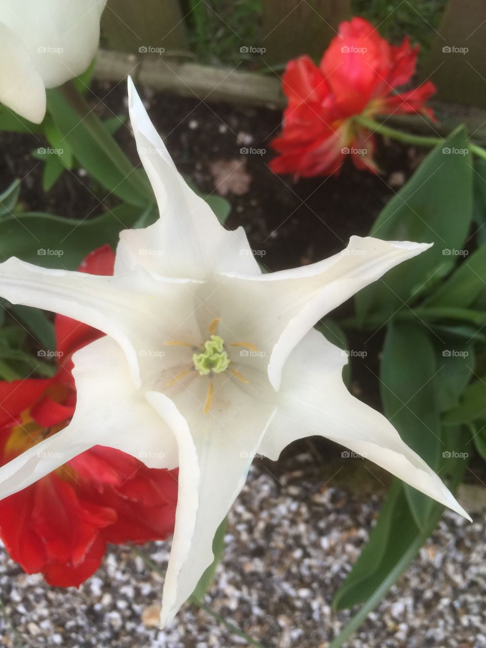 White Flower star
