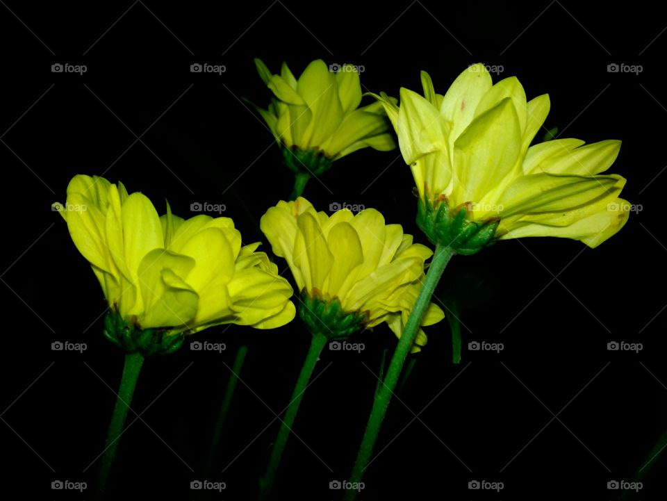 yellow flowers in