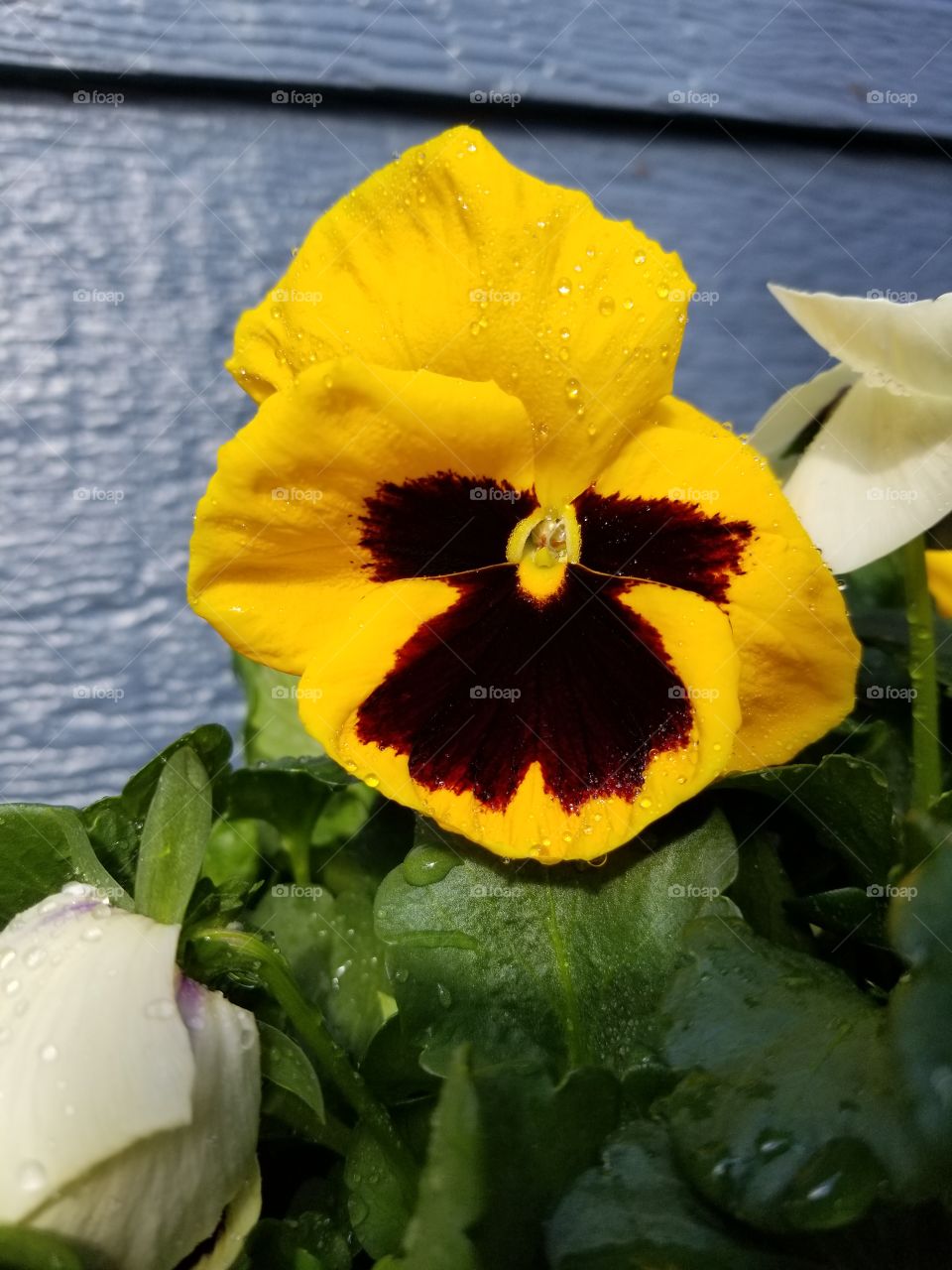 Flower, Leaf, Nature, No Person, Flora