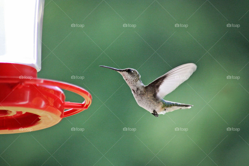 Hummingbird