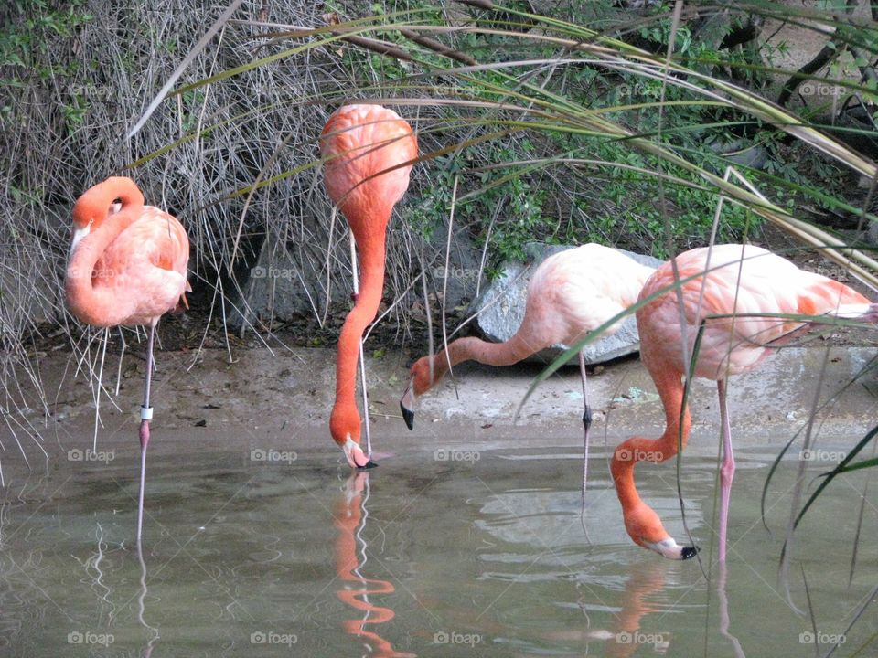 Pink flamingos just chilling 