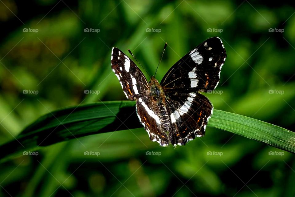 Close up on a Araschnia Levana butterfly on a green plant stem in Gouézec