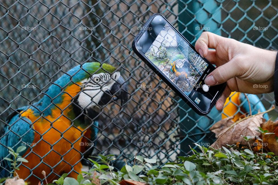 Photographing a blue macaw with a cell phone