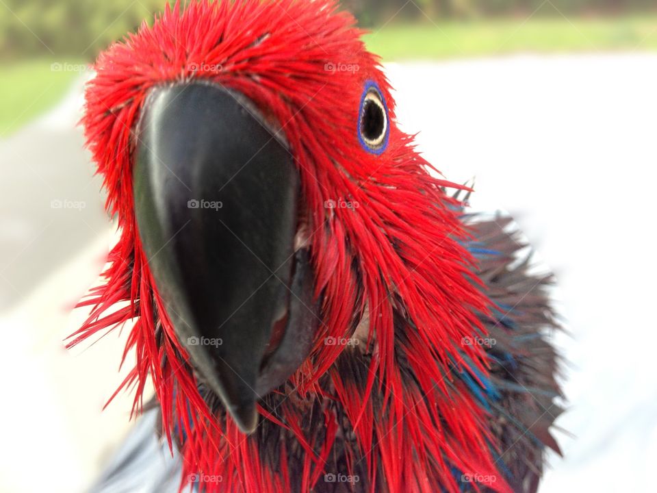 Close-up of artificial parrot