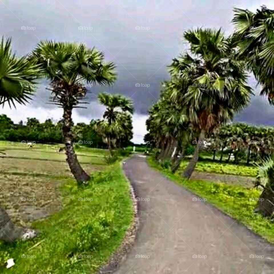 August 15th 2023,  most beautiful and attractive view of the village road.