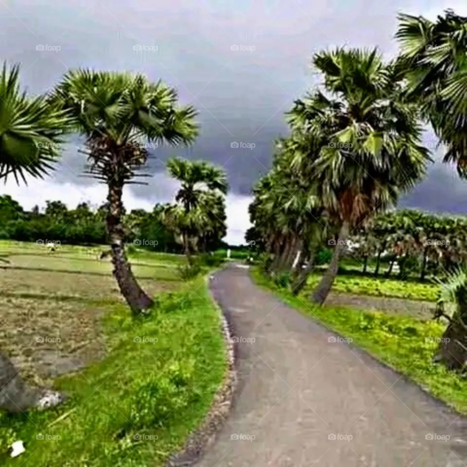 August 15th 2023,  most beautiful and attractive view of the village road.