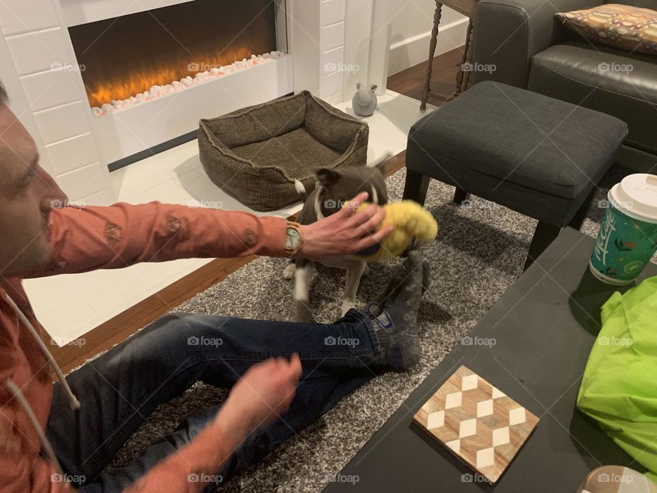 A dog that’s a Boston terrier and pug mix plays with his human and his toy 