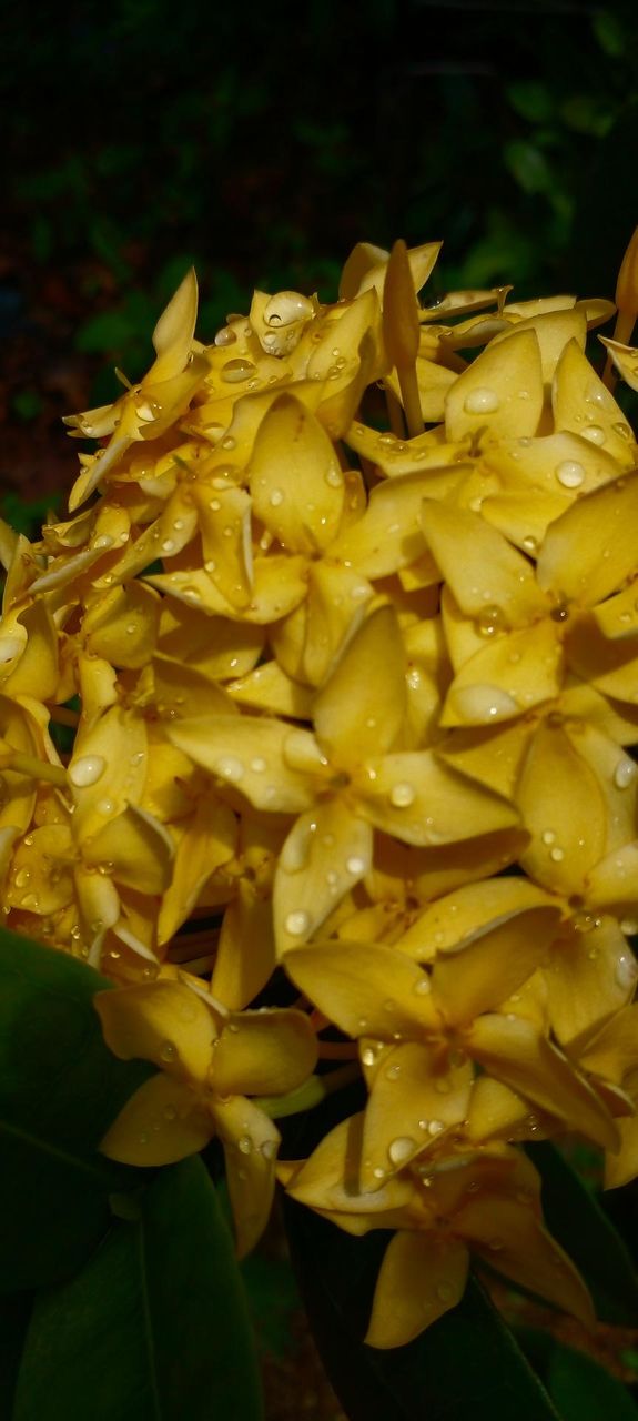 naturelove, beautiful flowers, yellow love