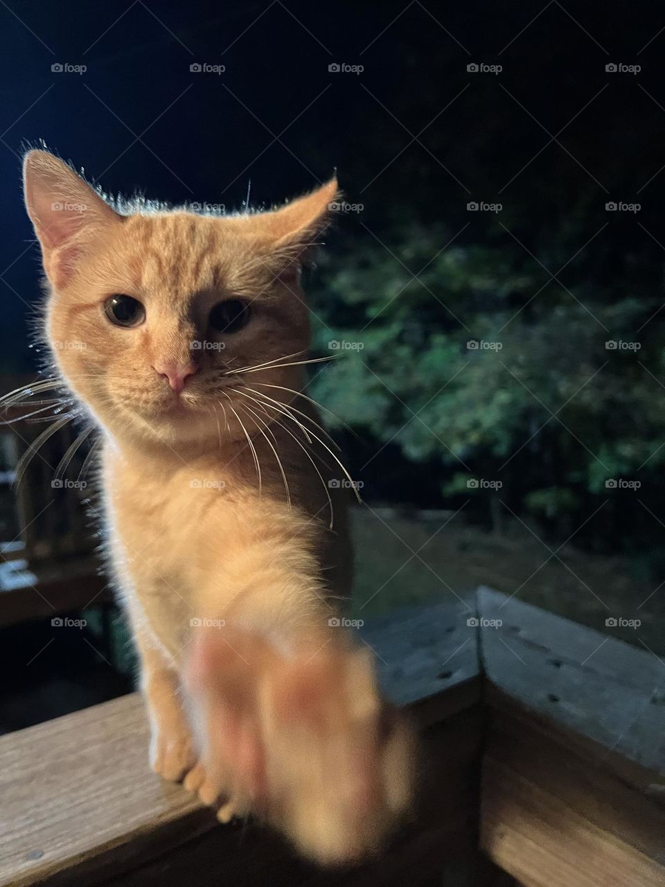Put down the camera and pet me