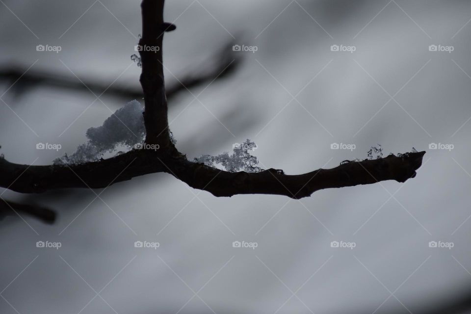 Frozen tree branch 