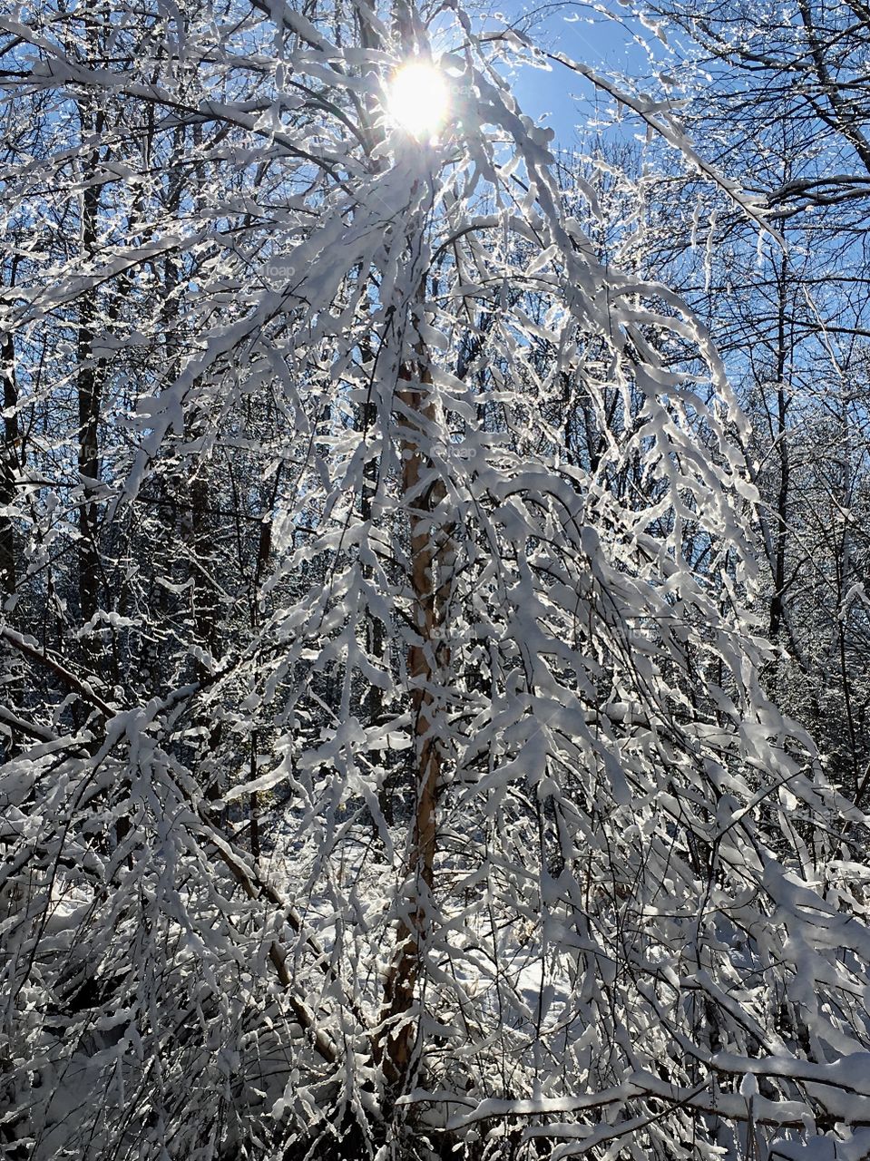 Snow covered tree sparkles as the late afternoon sun filters through. 