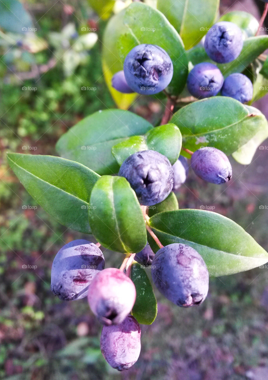 Myrtle mediterranean wildberry,from Sardinia Island