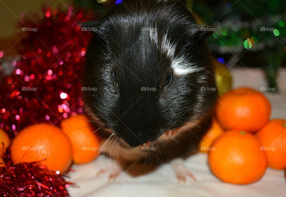 Close-up of guinea pig