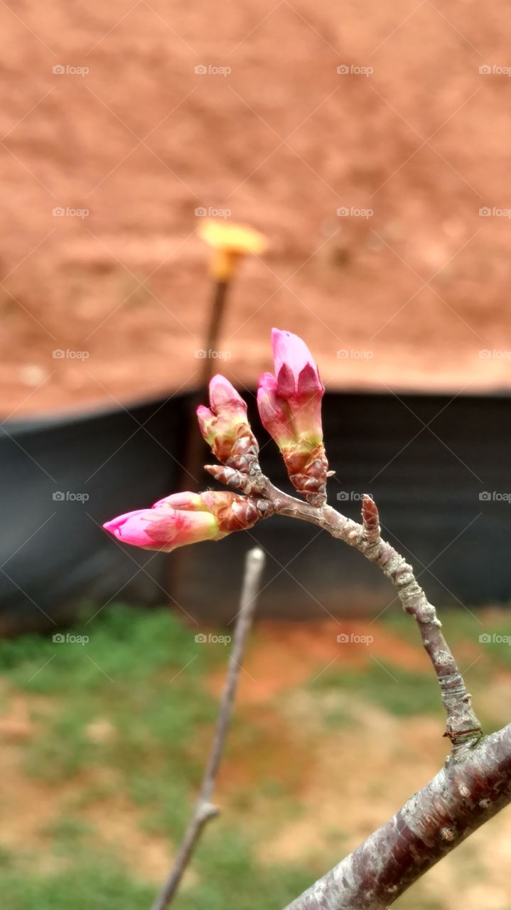 Nature, No Person, Outdoors, Flower, Tree