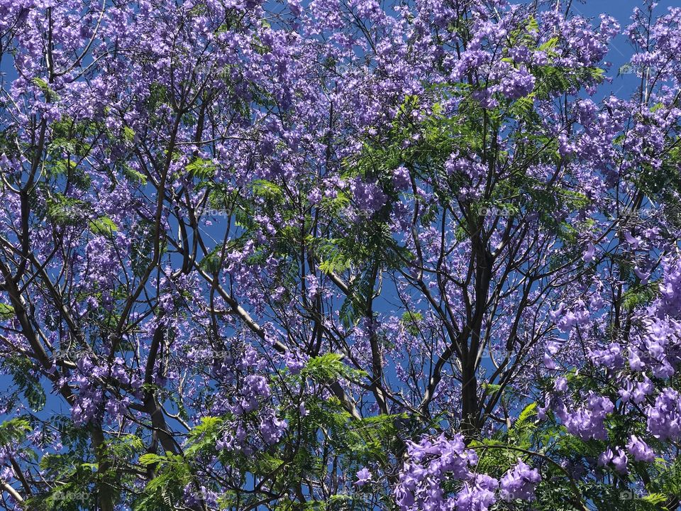 Close up of jacaranda tree with purple flowers