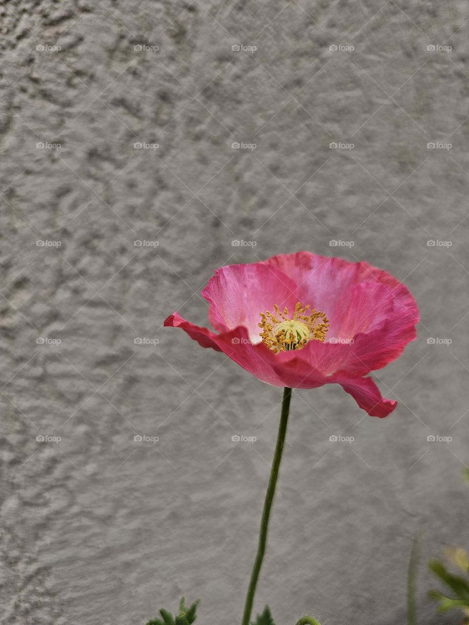 A minimalist approach of a single pink Poppy, known for its delicate petals and distinctive center.  It's a reminder of the fragility of nature. A pink poppy is symbolic of love, gratitude, and admiration as well as empathy and compassion.