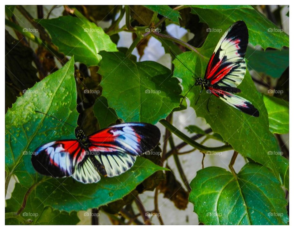 Butterflies