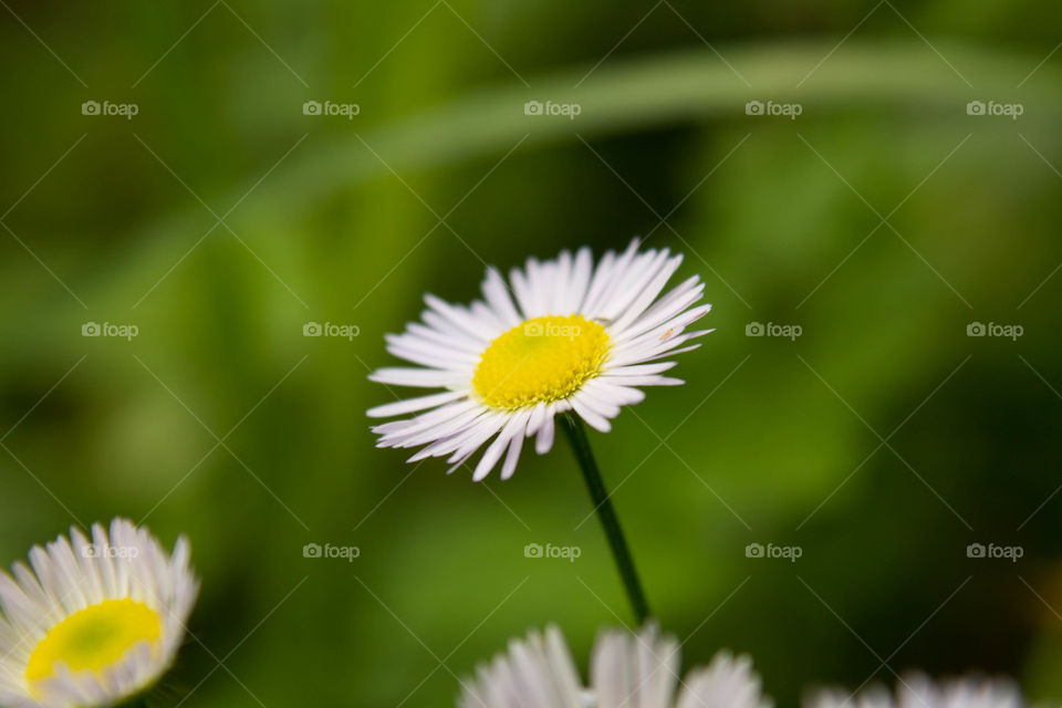 Chamomile tender against a green bokeh