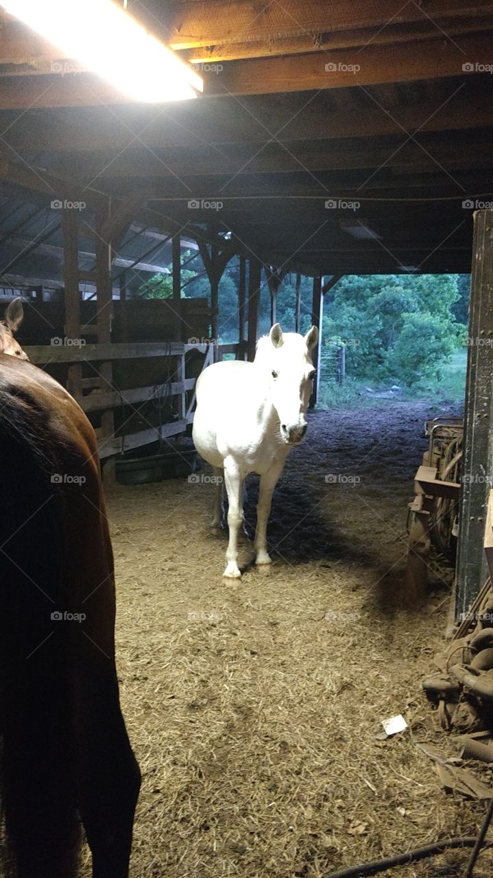glowing white pony, could it be a unicorn