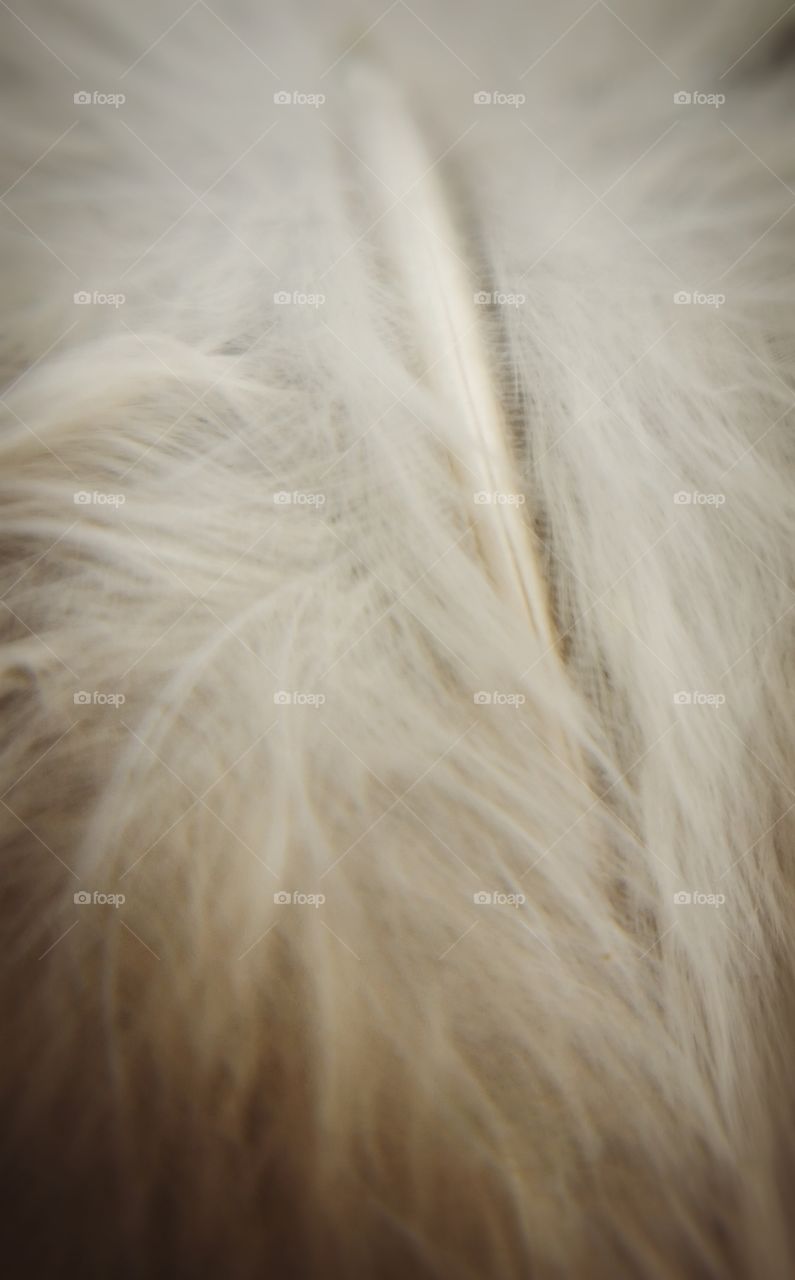 Fluffy Feather