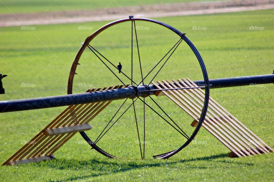 wheel bird california farming by mmcook