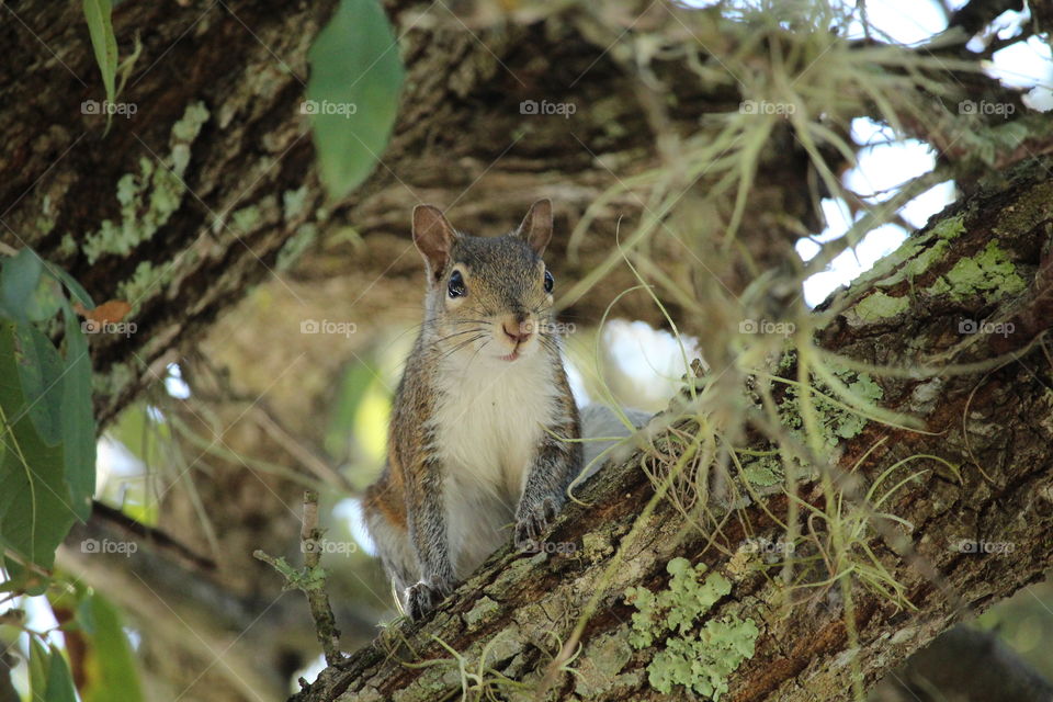 cute squirrel