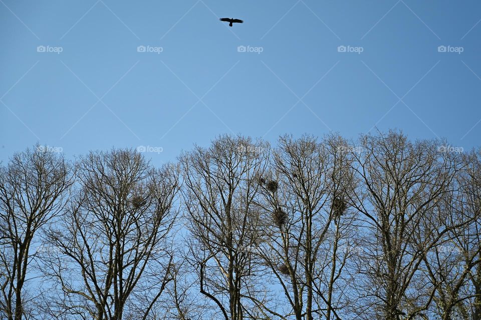 the crows have their brood