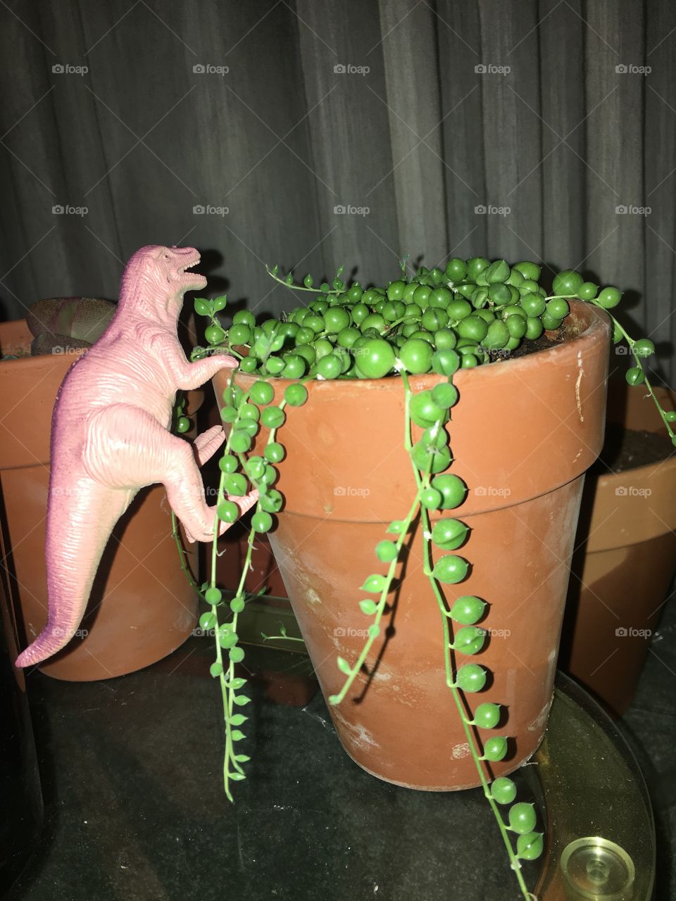 dino and succulent
