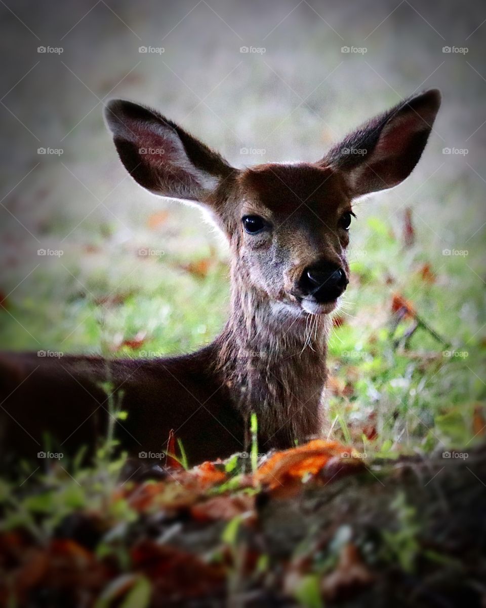 A healthy young deer rests quietly under a tree surrounded by Autumn leaves. Point Defiance Park, Tacoma Washington 