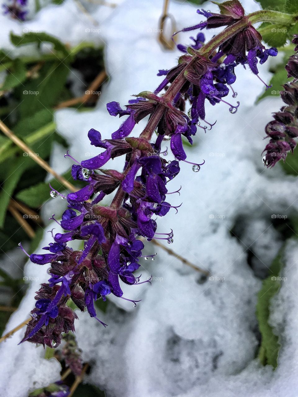 Purple flowers in snow