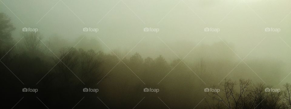 Forest in the Fog