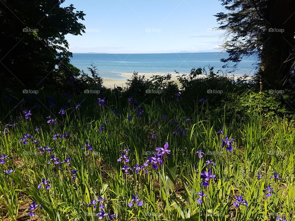 Garden field of lush grass and purple Iris flowers with opening view of blue ocean beach